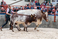 lot 36 Glenariff Newella Ruby sold for 2700gns